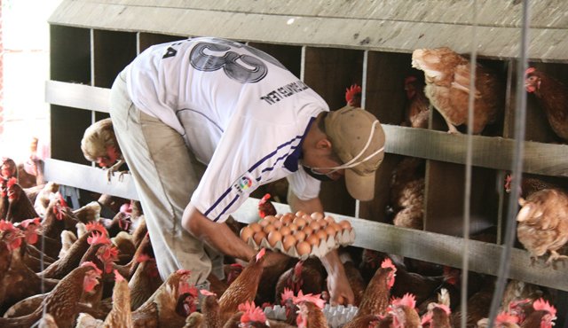 Los productores de aves ponedoras de huevos aseguran que el nuevo precio de venta no da para mantener la producción, debido a que los costos de la actividad aumentaron un 800%. Archivo
