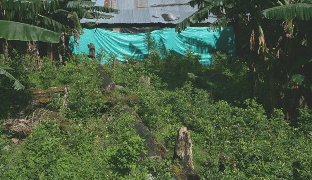 Hay gran expectativa para que en poco tiempo la vocación del suelo del Catatumbo, entregada al cultivo de coca, cambie su uso hacia un modelo de desarrollo productivo y legal. Archivo