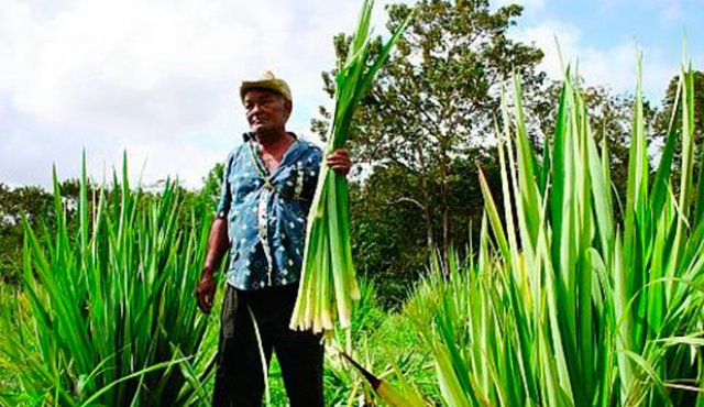 Campesino en medio de un cultivo de curagua Internet