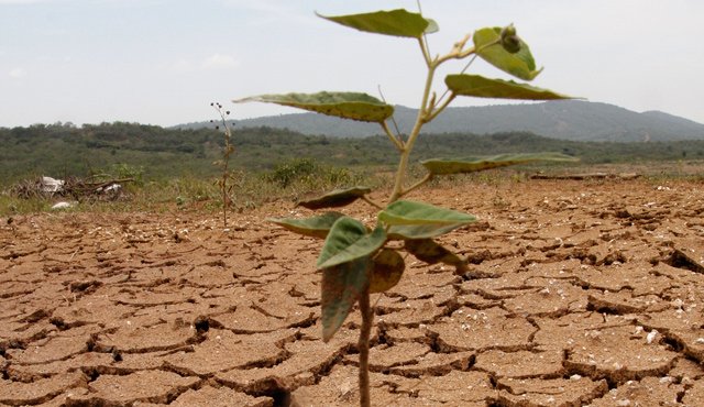 Se estiman un millón 400.000 hectáreas afectadas por el fenómeno de 'El Niño. La Opinión