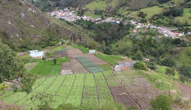 Las buenas prácticas agrícolas implican una disminución gradual de los químicos y el uso de abono orgánico. Al fondo se aprecia el casco urbano de Mutiscua. Cortesía