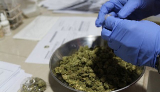 Colombia legalizó este martes la marihuana para fines terapéuticos. Colprensa