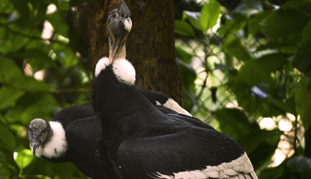Los cóndores son una especie muy amenazada. AFP