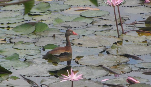 El sistema es frecuentado por aves migratorias como el pato pisingo, barraquetes, tangas y otras especies palmípedas o zancudas. Cortesía