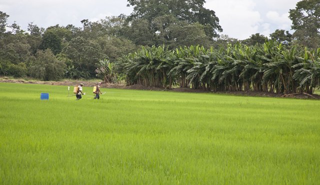 El fuerte viento y las altas temperaturas causaron un impacto negativo en la productividad de las plantas de arroz en Norte de Santander. Archivo