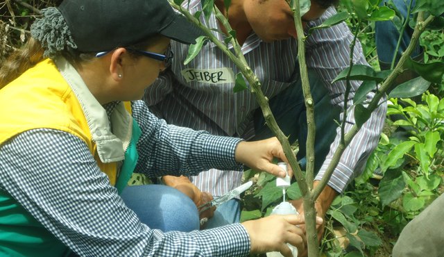 Tres proyectos de asistencia técnica rural impulsarán el desarrollo del campo en la provincia de Ocaña. Daicy Echeverri