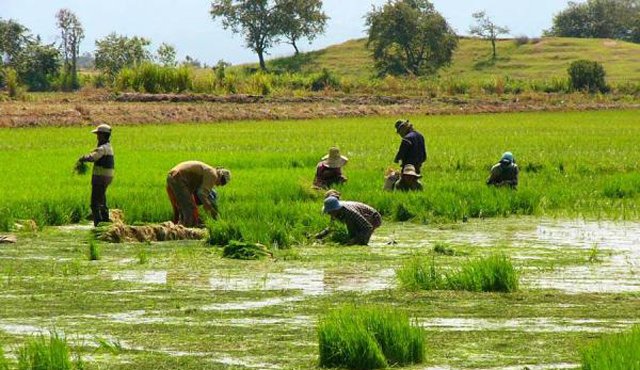 Entre las medidas que tomó este Distrito de riego está la prohibición de siembras de arroz en todo el distrito, mientras dure el estado de emergencia. Colprensa