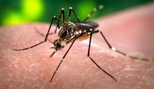 El virus del zika es transmitido por el mismo mosquito que provoca el dengue y la chicunguña que provoca, por ejemplo, gripes y fiebre.
Internet
