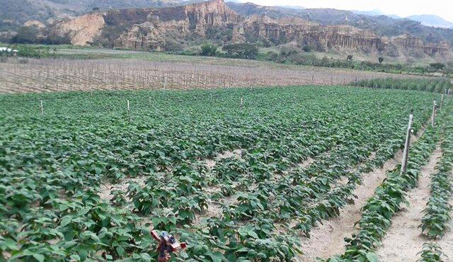 Impulsar programas agropecuarios es la clave para mejorar las condiciones de vida de los campesinos, según el secretario Leonel Rodríguez Pinzón. Javier Sarabia