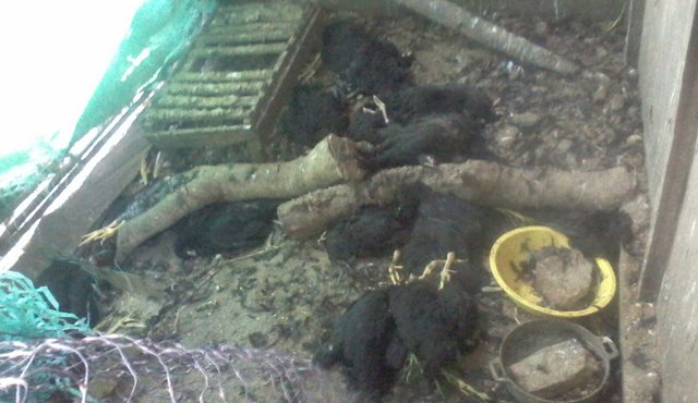 Los perros atacaron a las aves en el corral y todas murieron por múltiples mordeduras. Cortesía