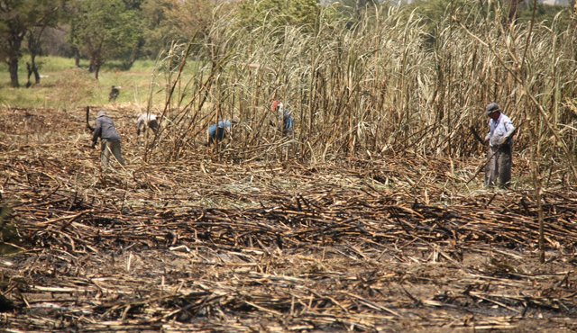 El desabastecimiento y racionamiento del servicio de agua es la constante, mientras los habitantes suplican ayuda. La pérdida de cultivos, como la caña, es el golpe más duro para la productividad local. Archivo