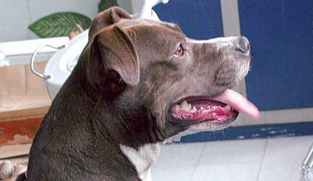 Un hombre fue arrestado luego de matar a golpes a su perro. Archivo