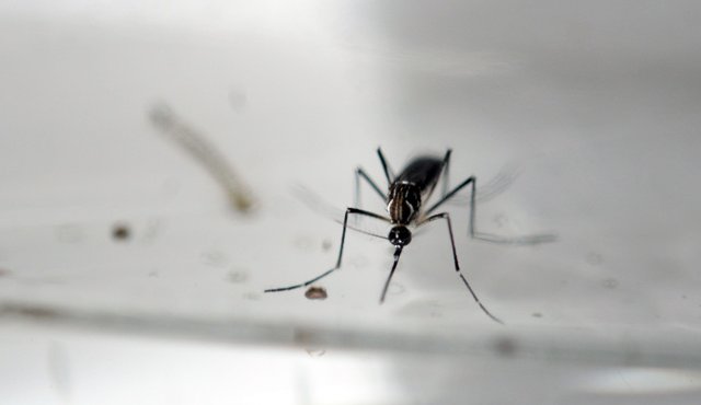 Zika. Archivo