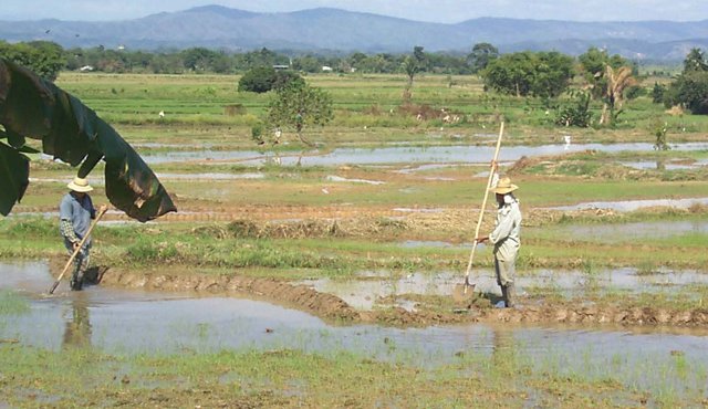 Solo algunos cultivos de arroz, papa y tabaco, fueron asegurados en Norte de Santander durante 2015. La falta de conocimiento sobre los planes de protección, es una de las causas de la baja participación. Archivo