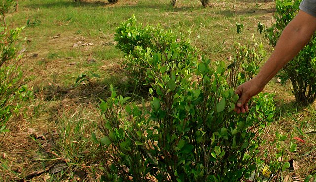 El aumento de hectáreas puede explicarse en el contexto de las negociaciones de paz entre el Gobierno del presidente Juan Manuel Santos y la guerrilla de las Farc. Archivo