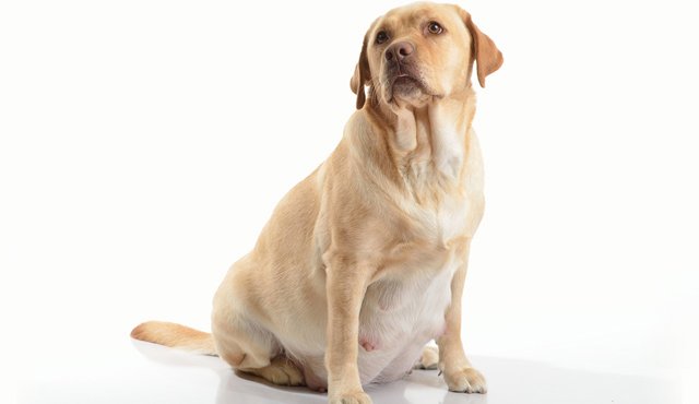 En muchas ocasiones los partos suceden en casa y no en las veterinarias. Internet