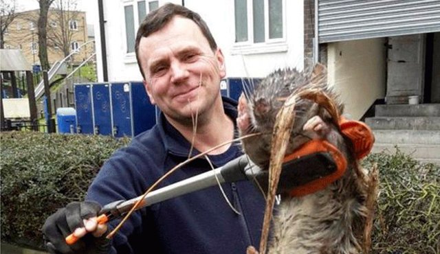 Esta es la llamada "rata de Hackney" que se hizo viral en las redes sociales. Twitter