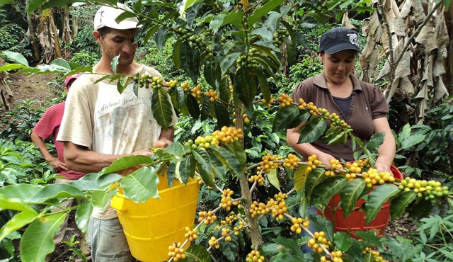 En el país hay 163 municipios cafeteros declarados en calamidad por la sequía. Los productores de las zonas afectadas podrán acceder a estos beneficios. Archivo