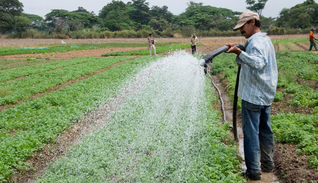 Unos 250 campesinos de Los Patios y municipios aledaños participarán en el mercado campesino con frutas, verduras, hortalizas y cárnicos. Alfredo Estévez