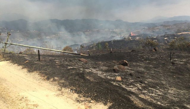 En las dos fincas afectadas solo se tenían pastizales por ser época de sequía. Las llamas no alcanzaron a llegar a la zona donde había animales de corral. Cortesía