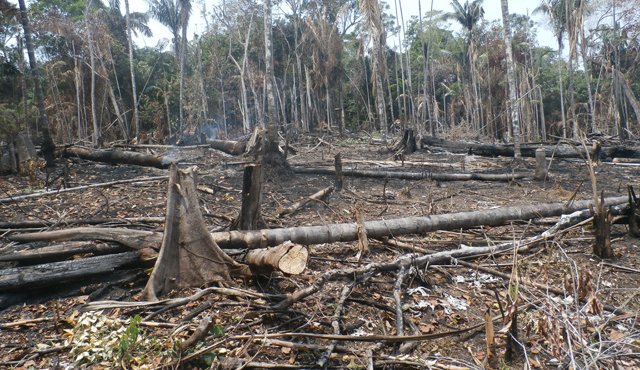 La pérdida de bosque afecta la construcción de bohíos, los cuales se edifican con muchos de estos árboles. Cortesía