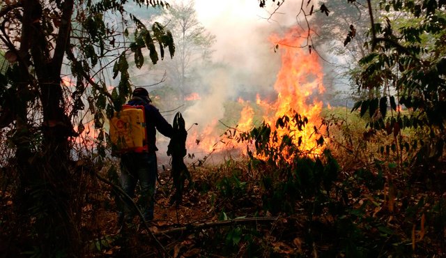 Según informes preliminares, van más de cuatro mil hectáreas afectadas por el fuego. Bomberos de Tibú