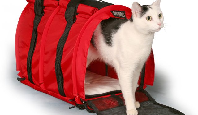 A los gato les cuesta adaptarse a nuevos entornos, por eso muchas veces se escapan. Internet | Refencial