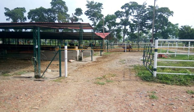 Los pistoleros atacaron a Jorge Molina Peñaloza cuando estaba en la porqueriza. La Opinión