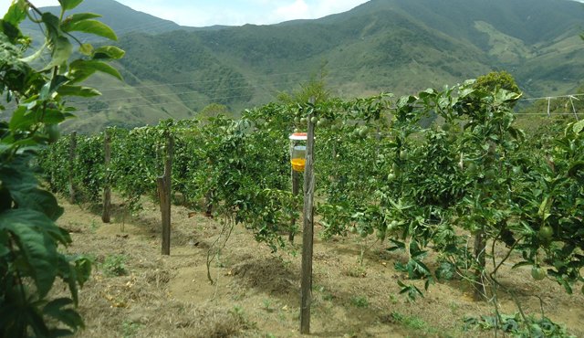 Los productores de hortalizas y frutas de la región se están preparando para una eventual llegada de fuertes precipitaciones. Archivo