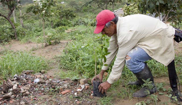 Los vecinos de la vereda Paraíso Perdido, entre el los corregimiento de Urimaco y El Carmen de Tonchalá, sembraron los árboles en sus parcelas. Alfredo Estévez