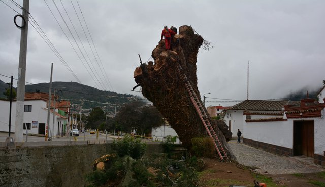 El bicentenario árbol es talado por partes. La causa, problemas fitosanitarios en el tronco. Roberto Ospino