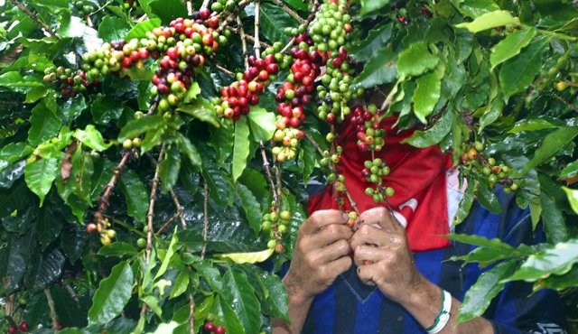 El comité Departamental de Cafeteros recomienda a los productores de Norte de Santander maximizar las labores fitosanitarias para evitar la propagación de la plaga, tras las últimas lluvias. Archivo
