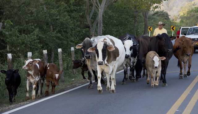 El campesino arrió las vacas de su propiedad hasta un camión para luego ser transportadas hacia El Zulia. Alfredo Estévez