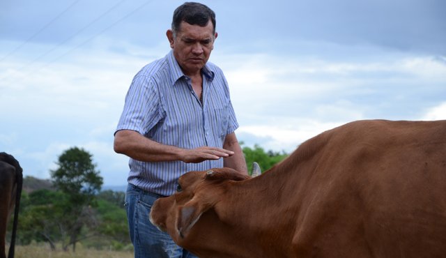 Iván Bustos pastoreando sus vacas en una parcela del municipio de El Zulia. Rodrigo Sandoval