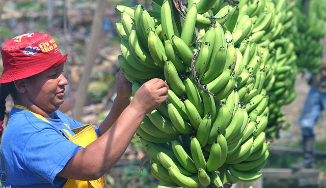 Agricultores de Colombia, a diferencia de otras ocasiones, esta vez sí están de acuerdo con el TLC con Corea. Colprensa