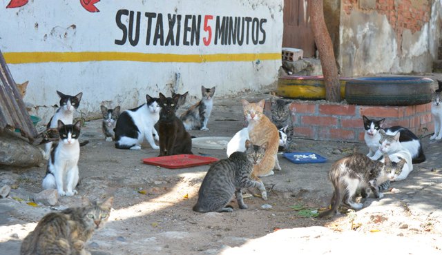 Así luce el antiguo mercado de El contento. Los gatos son sus residentes. Edinsson Figueroa