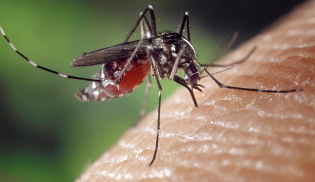 Los mosquitos de los géneros Phlebotomus (en Asia, Europa y África) y Lutzomyia (en América) son algunos de los vectores de transmisión de leishmaniasis. Archivo