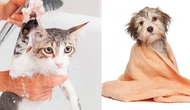 Es importante preparar a su perro o gato para el momento de bañarlo, haciéndolo sentir cómodo, feliz y tranquilo. Blog.likepet.me y Petattack.com