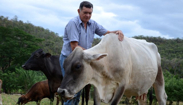 Bustos confesó que cuando estuvo separado de sus vacas le dolía todo, pero después de que se las entregaron cesaron los dolores. Dice que nunca perdió la fe de volver a verlas. La Opinión