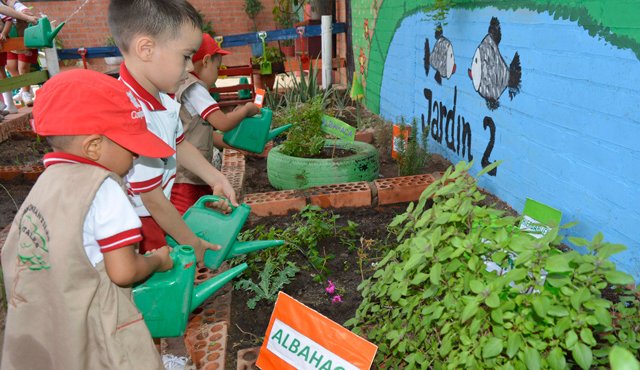 En la huerta aromáticas de colores los niños del CDI Auroras de Colores de Atalaya, operado por Comfanorte, aprenden a cultivar plantas y a preservar la naturaleza. Edinsson Figueroa