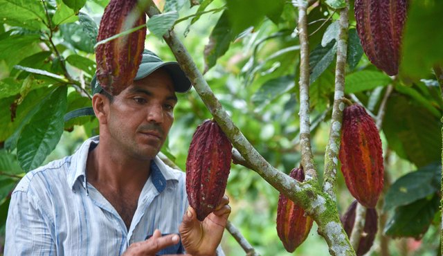 Según la unidad de planificación rural, en el país hay aproximadamente 21 millones de hectáreas aptas para el cultivo del cacao. Archivo
