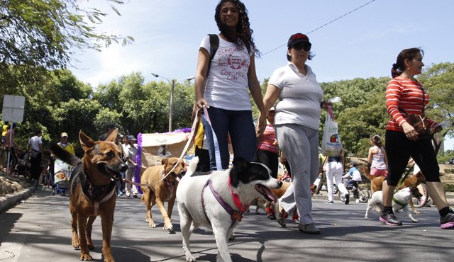 Los perros considerados potencialmente peligrosos deben registrarse en la secretaría de Salud del municipio, para certificar que los pueden tener como mascotas. Archivo