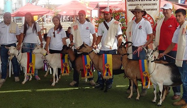 Docentes del programa de Zootecnia y del Departamento de Pecuaria se presentaron en la Feria Ganadera con sus mejores caprinos. Daicy Echeverry
