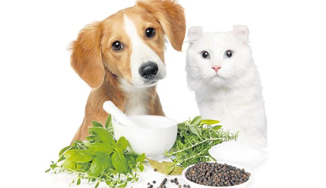 Las plantas medicinales son una alternativa para la salud de las mascotas. Tomada de Internet