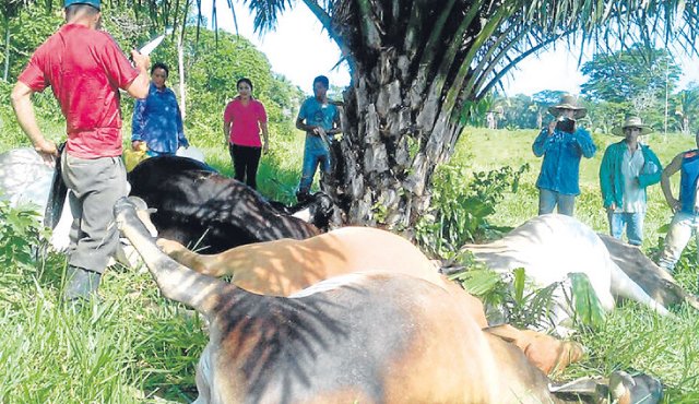 Los cuerpos de los animales fueron hallados en las inmediacciones de los corrales. Cortesía
