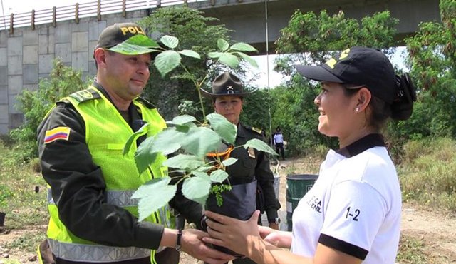 Cens, Corponor y La Policía se han unido para sembrar árboles a las orillas del río Pamplonita, con lo que pretenden oxigenar el ambiente y conservar el afluente. Cortesía