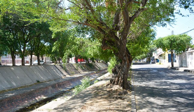 En varios sectores de la ciudad, los árboles dificultan la visibilidad de los semáforos y cámaras de seguridad. La alcaldía durante dos meses les hará mantenimiento y poda. Edinsson Figueroa
