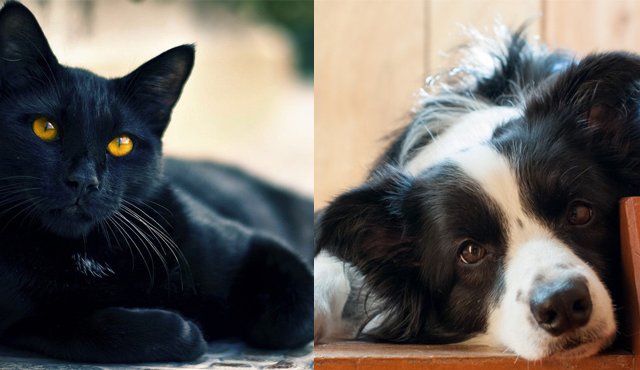 Intentar reemplazar una mascota que murió es un error, hay que vivir una etapa de duelo antes de dar una nueva oportunidad. Tomada de Internet