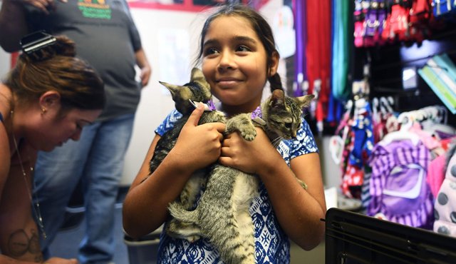 La pequeña Scarlett Banks, de nueve años, abrazaba con desolación a los seis gatitos de una camada que adoptó por tres días porque no podía quedárselos. AFP