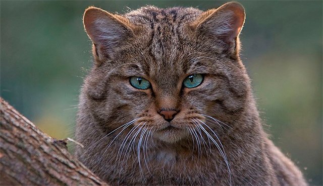 Los bigotes de los gatos son importantes para su vida. Internet